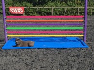 Our new jumps from Pb Equestrian, featuring Nancy (Sharpei x Chow Chow)