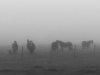 Foggy morning