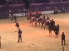 HOYS medal winners parade