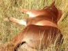 Foal sleeping in the grass