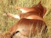Foal sleeping in the grass