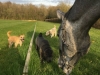 Colman grazing with some helpers