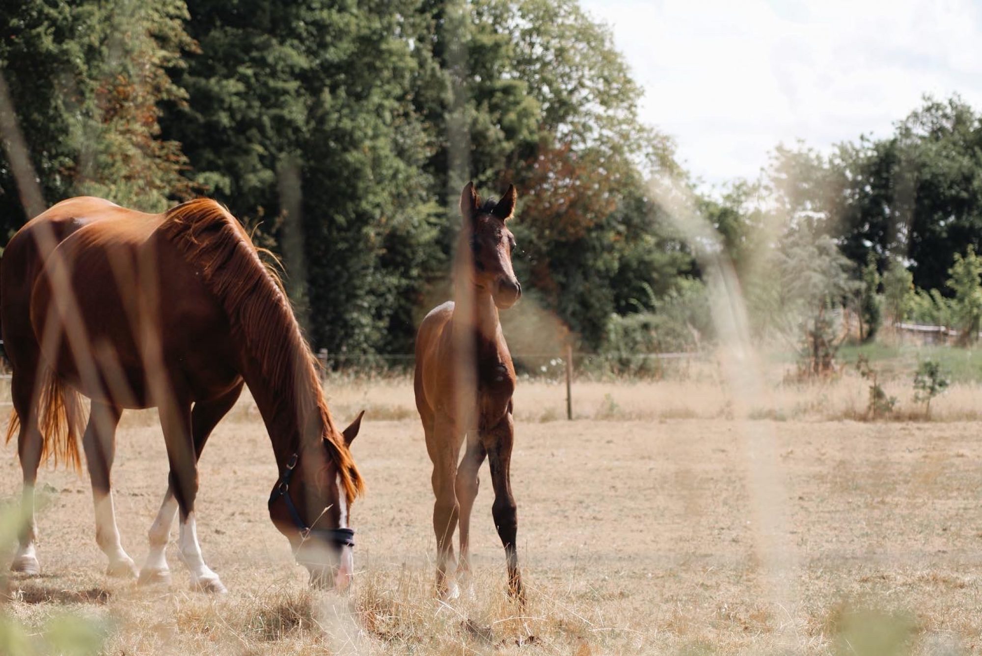 Wodehouse Stud and Equestrian Centre